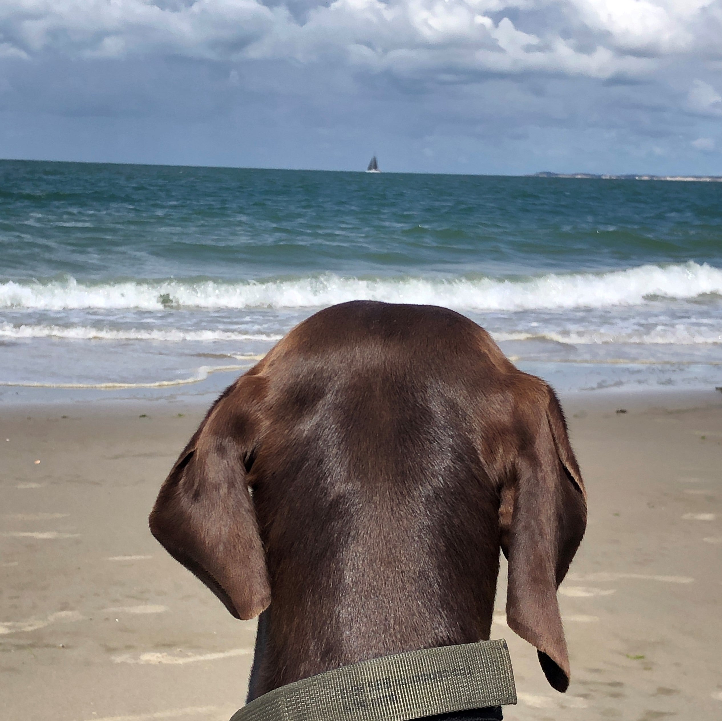 TrueBuddies® collar | Original olive