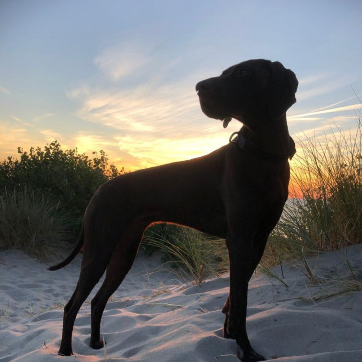 truebuddies sunset
