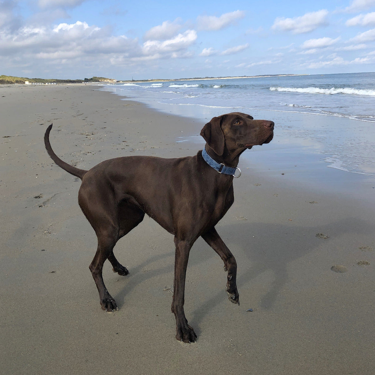 Hunting dog Luna collar testing