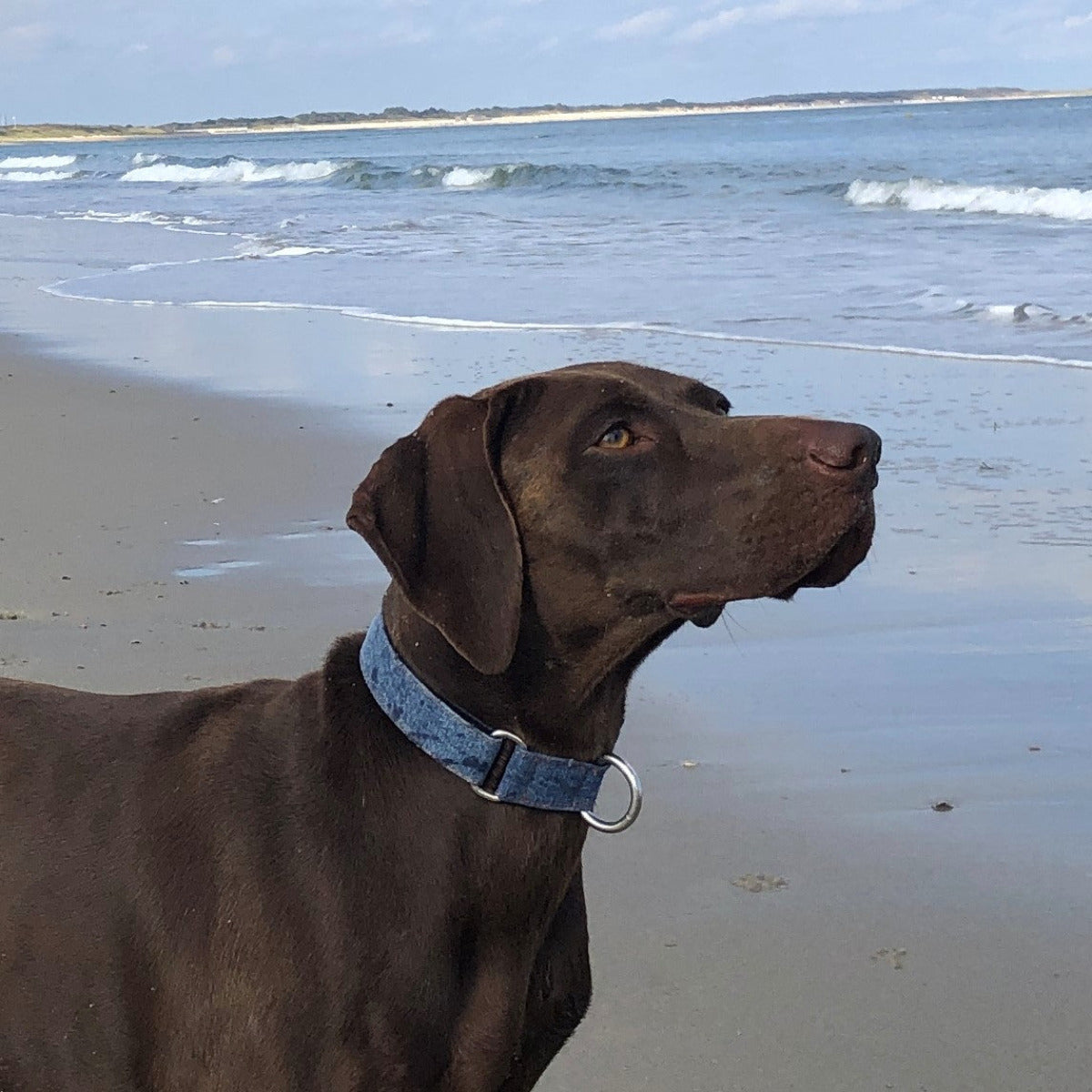 TrueBuddies Collar denim by the sea