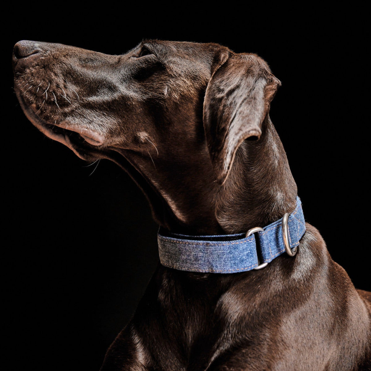 TrueBuddies Denim WELTMANN Collar