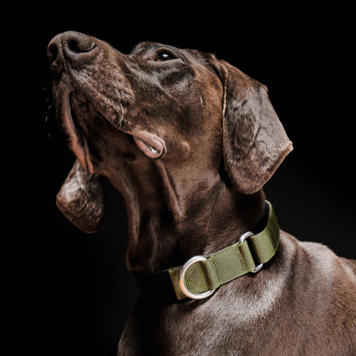 Dog Collar SpacePilot technology