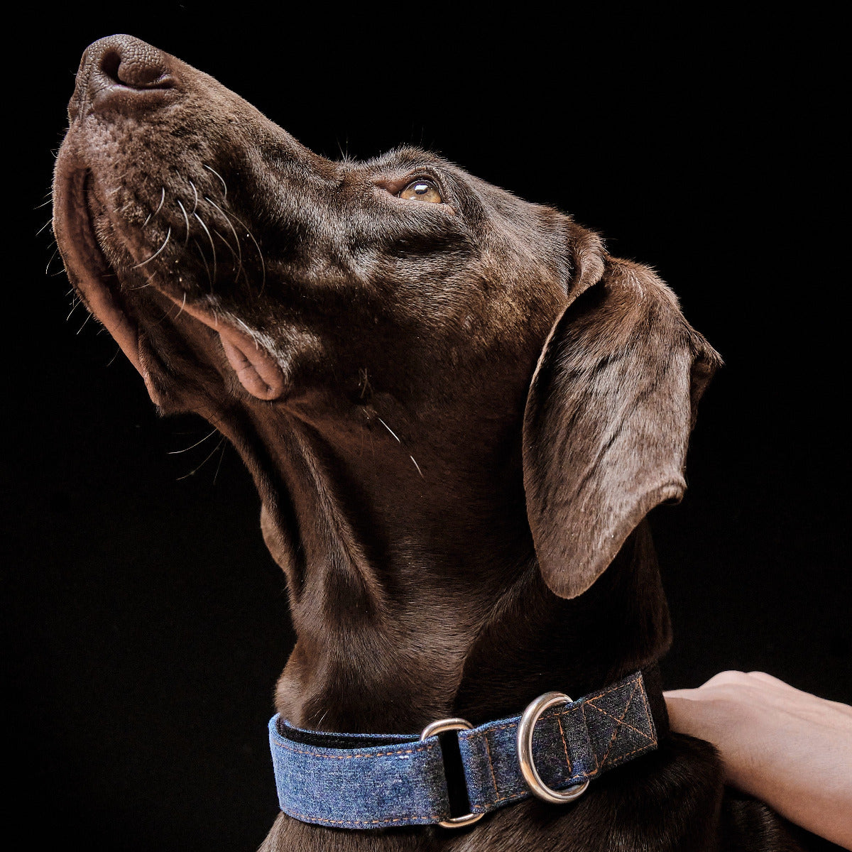 Weltmann Denim Collar