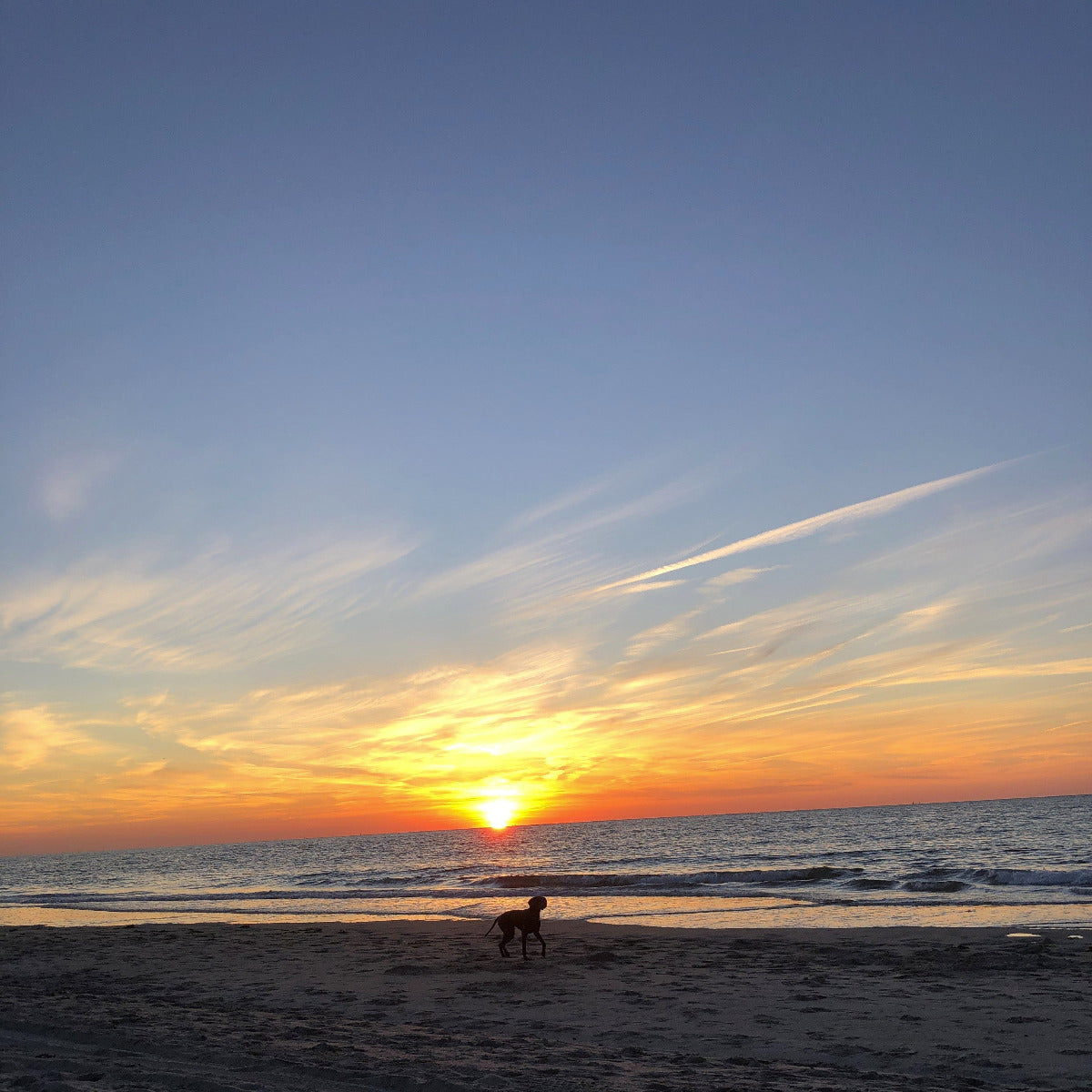 sunset collar testing