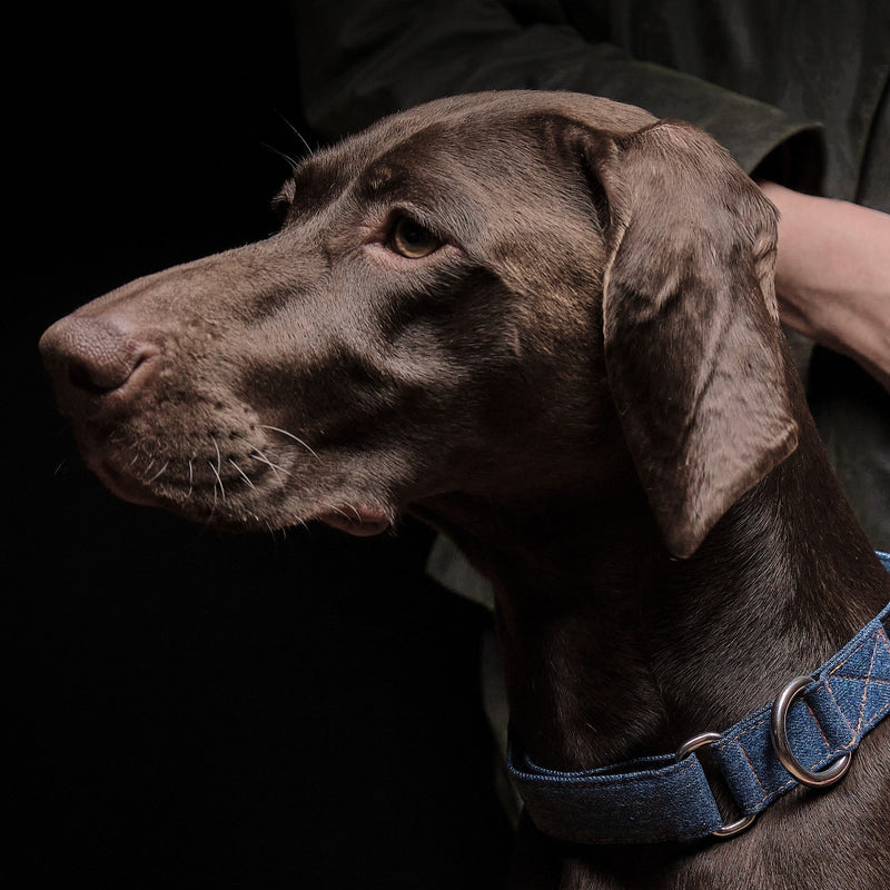 Denim Collar for hunting dog Luna