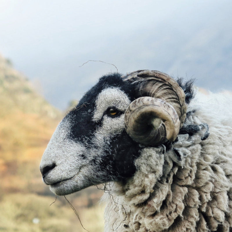 Loden is made from finest sheep wool
